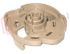 Immagine di CAMMA MANOPOLA TIMER 'PL543X' 'RL40P'